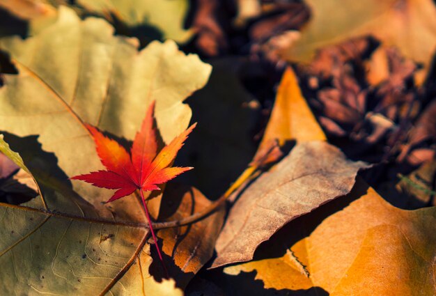 Close-up of autumnal leaves