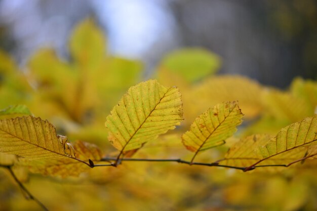 Close-up of autumnal leaves