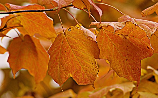 Close-up of autumnal leaves