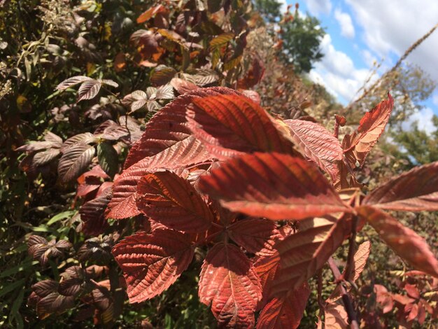 Photo close-up of autumnal leaves