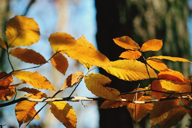 Close-up of autumnal leaves