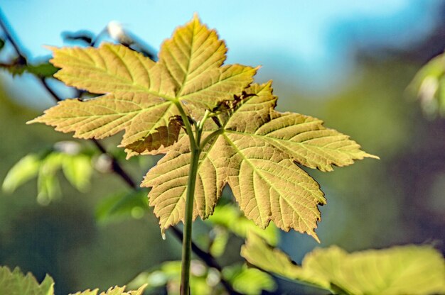 Foto close-up delle foglie autunnali