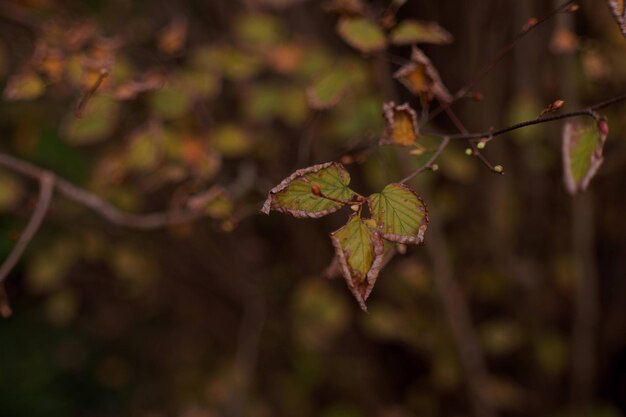 Close-up of autumnal leaves