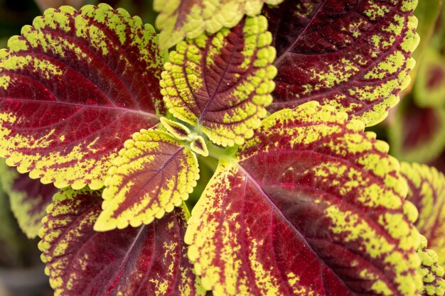 Photo close-up of autumnal leaves