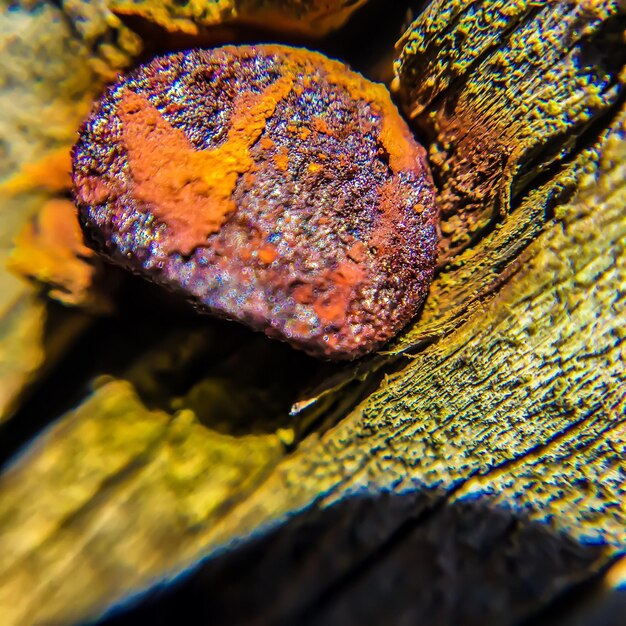 Close-up of autumnal leaves