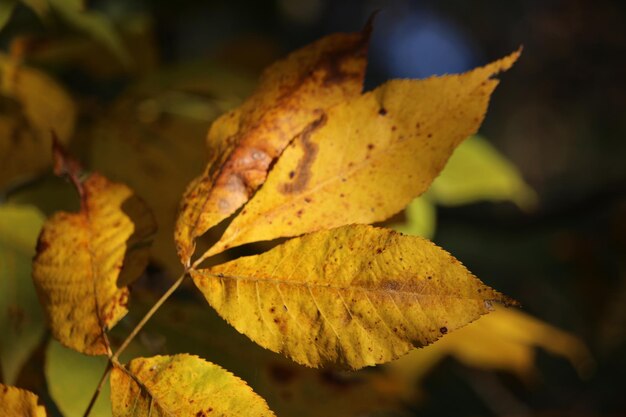 Close-up of autumnal leaves