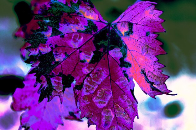 Close-up of autumnal leaves