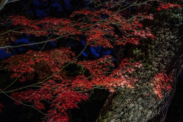 Foto prossimo piano dell'albero autunnale