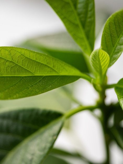 Close-up of avocado leaves