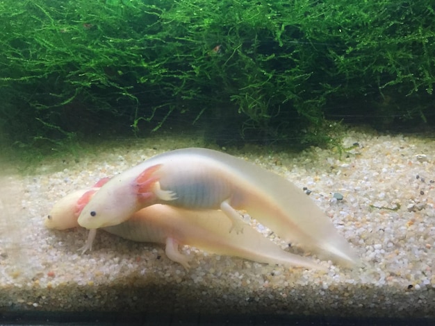 Close-up of axolotl in fish tank