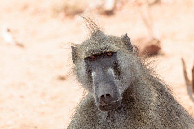 Close-up of baboon