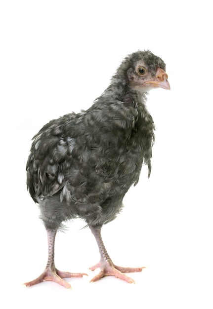 白い背景に赤ちゃんののクローズアップ