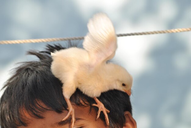 Foto close-up di un cucciolo che batte le ali sulla testa di un ragazzo