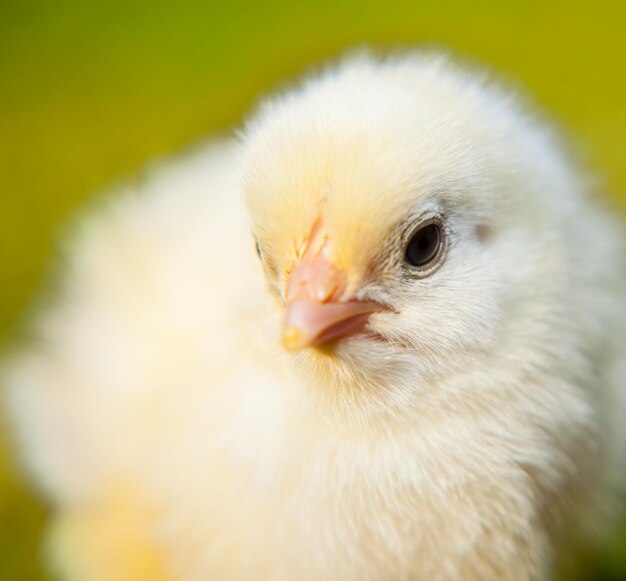 Close-up of baby chicken