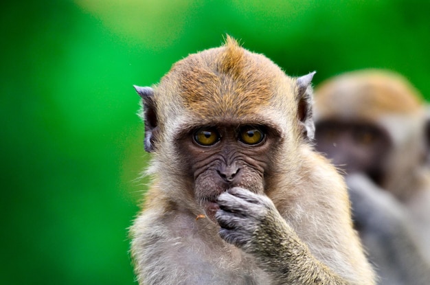 Foto prossimo piano di un cucciolo di scimmia