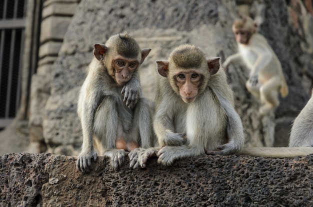 Close up of baby monkey