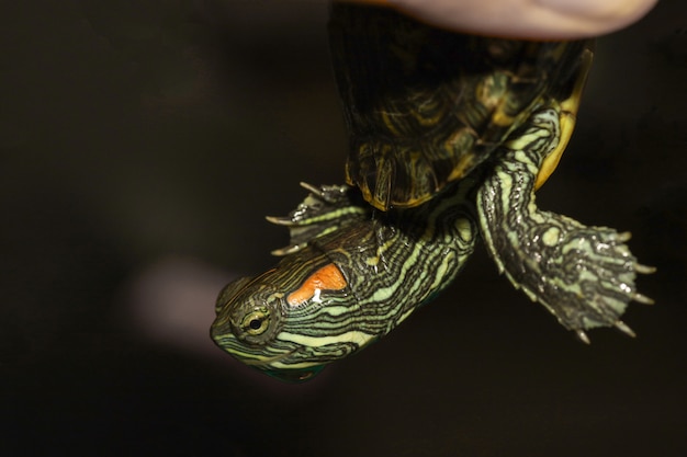 Premium Photo  Close up the baby red-eared slider turtle is pet