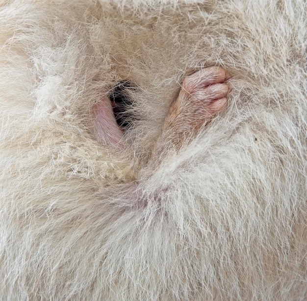 Foto close-up di un bambino wallaby nella borsa della madre