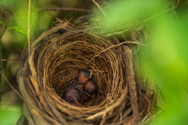 Close-up babyvogel die in een nest op een boomtak rust