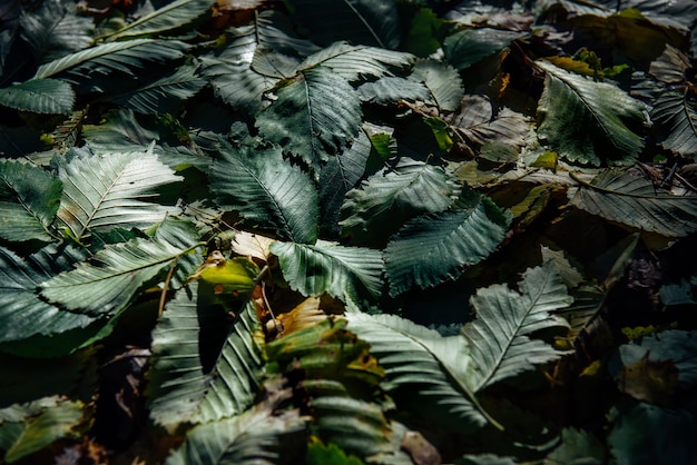 Close-up backdrop of large dark green fallen leaves before sunset. Abstract plant background with a copy of the space.