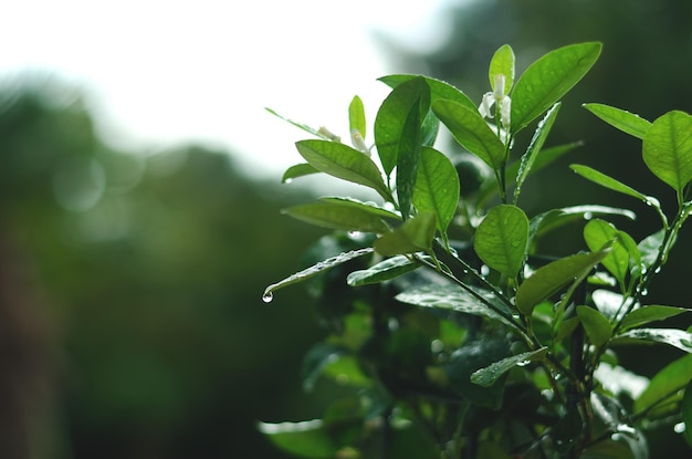 냄비에 장식 녹색 ficus의 배경을 닫습니다. 온실. 빗방울이 있는 나뭇잎. 가을