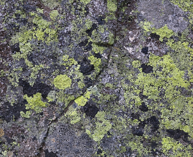 Close up background of green and black lichen and moss stains on grey stone rock surface