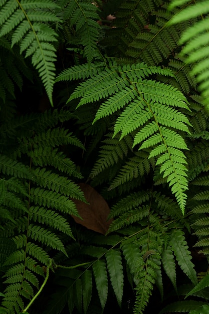 Close up background texture of wild plants or ferns