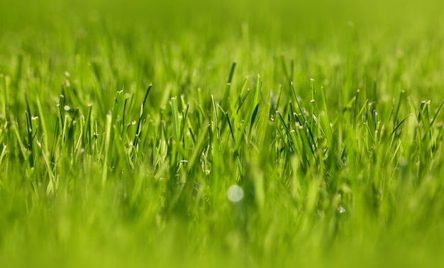 Close up backlit fresh green spring grass background, low angle view, selective focus