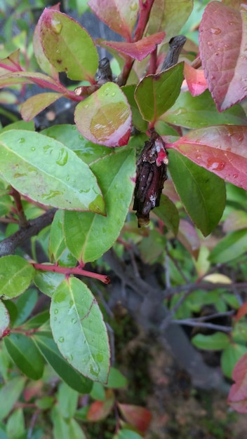 Photo close-up of bagworm moth on plant