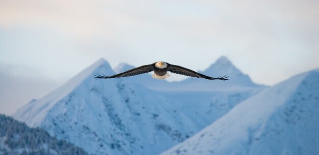 Close-up of bald eagle on a winter day