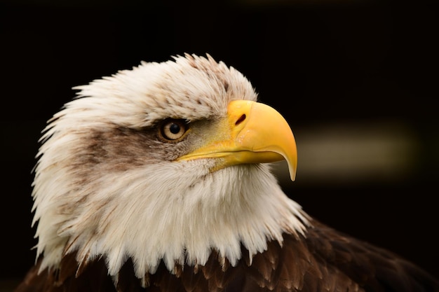 Photo close-up of bald eagle