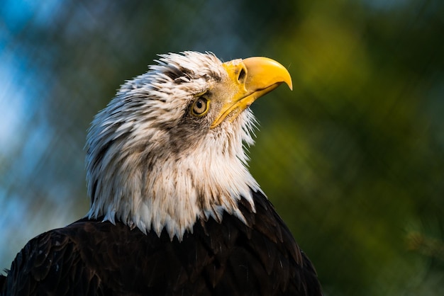 Photo close-up of bald eagle