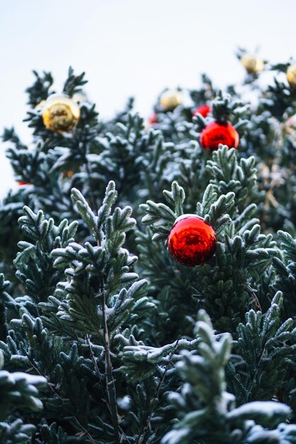 Close up of balls on christmas snowy tree Christmas decorations New Year concept Winter holidays