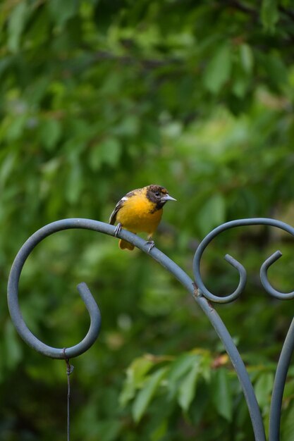 Foto prossimo piano di baltimore oriole