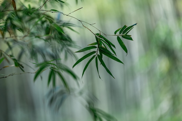 Close up of bamboo leaves in bamboo forest