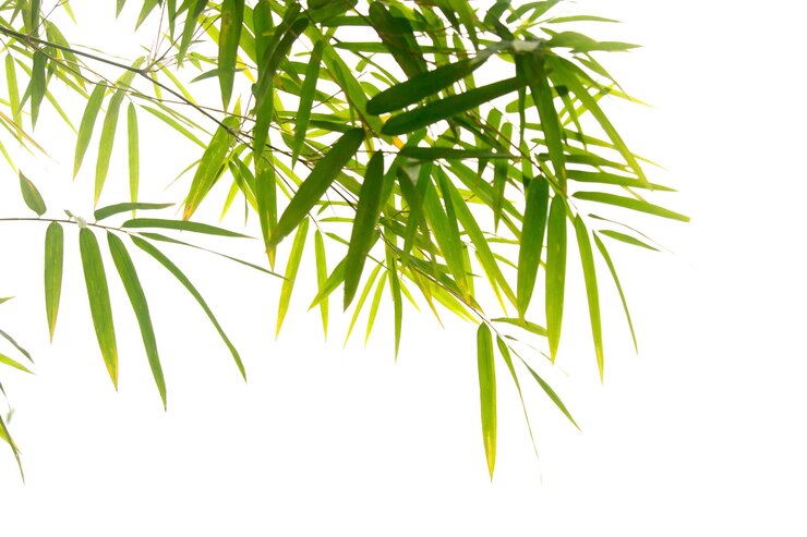 Photo close up bamboo leaves isolated on white background