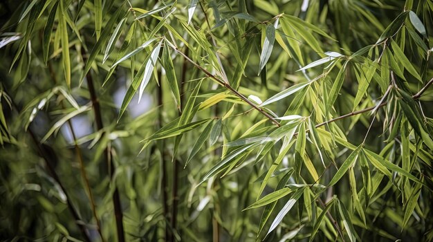 A close up of a bamboo plant with green leaves