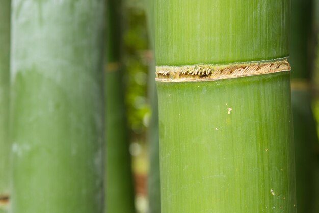 Photo close-up of bamboo plant