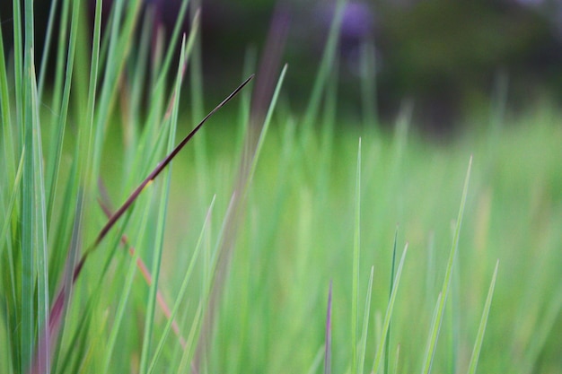 Close-up of bamboo plant