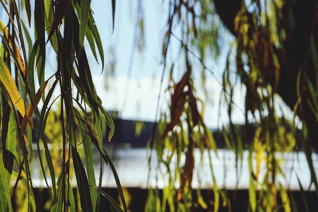 Close-up of bamboo plants against calm lake