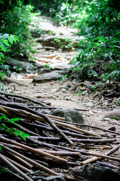 Photo close-up of bamboo plants in forest