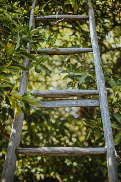 Photo close-up of bamboo plants