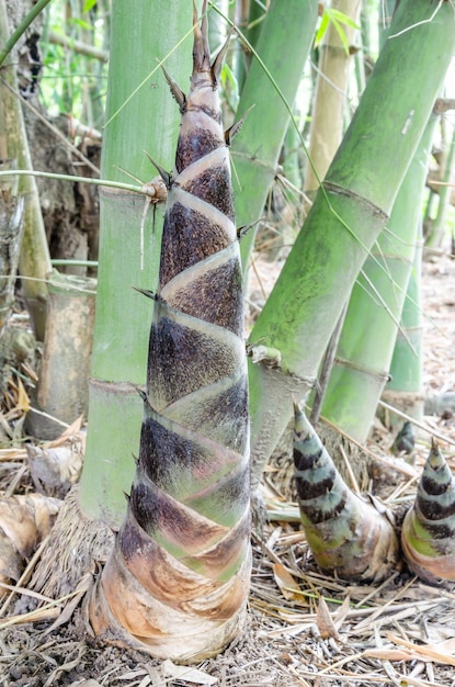 Foto prossimo piano di un germoglio di bambù nel campo