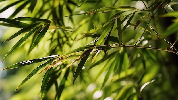 A close up of a bamboo tree with green leaves