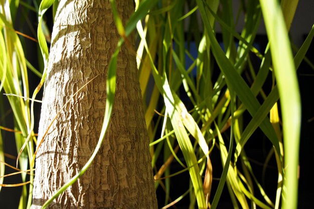 Photo close-up of bamboo tree
