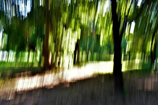 Close-up of bamboo trees on field