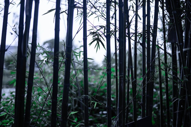 Photo close-up of bamboo trees in forest