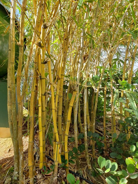 Close-up of bamboo trees in forest