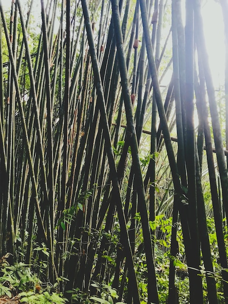 Foto prossimo piano degli alberi di bambù nella foresta