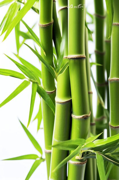 Photo a close up of bamboo